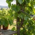 Jardinier prélevant des boutures de vigne avec des sarments sains.